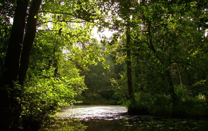 Seckar Wood Nature Reserve