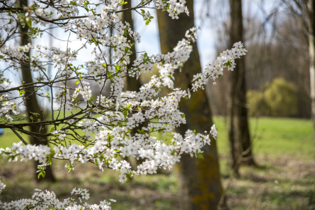 White Blossom at Pontefract Park
