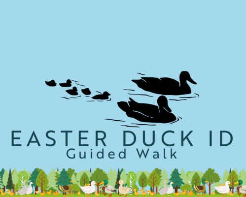Easter Duck ID Guided Walk