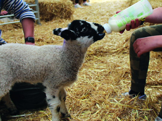 Lamb Bottle Feeding Experience